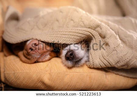 Similar – Image, Stock Photo winter sleep cap Animal