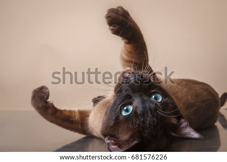 Tonkinese cat on a beige background Stock photo © 