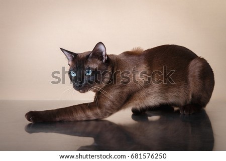 Tonkinese cat on a beige background Stock photo © 