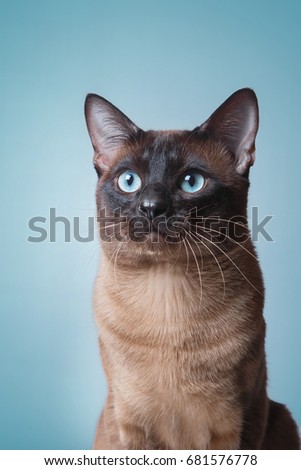 Tonkinese cat on a blue background Stock photo © 
