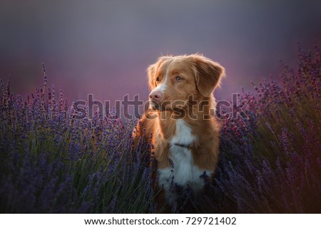 Similar – Image, Stock Photo Toller in the field Nature