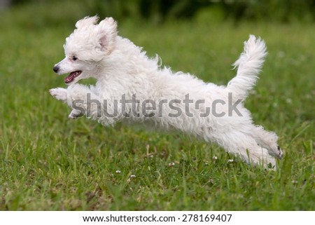Poodle Puppy jumping on the green grass