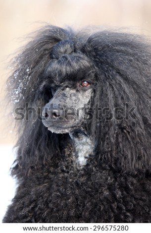 Portrait of a black poodle royal winter