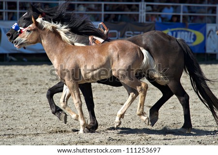 SAN JUAN CAPISTRANO, CA - AUGUST 25: unidentified  bucking horse and a foal circle the ring at the PRCA Rancho Mission Viejo rodeo in San Juan Capistrano, CA on August 25, 2012.