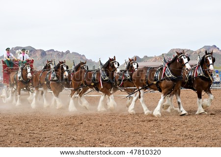 APACHE JUNCTION, AZ - FEBRUARY 26: The Budweiser Clydesdale horses perform at the Lost Dutchman Days rodeo on February 26, 2010 in Apache Junction, Arizona.