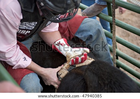 APACHE JUNCTION, AZ - FEBRUARY 26: A cowboy prepares to ride a bucking bull in the bull riding competition at the Lost Dutchman Days Rodeo on February 26, 2010 in Apache Junction, Arizona.