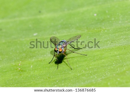 fruit fly on banana leaf