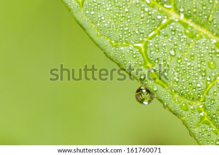 water drops on a papaya leaf with image inside