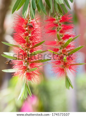 bee and red bottle-brush tree (Callistemon) flower