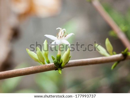 closed up of coffee flower