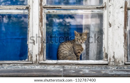 Domestic short-hair cat sitting at old window with rotting wood and peeling paint.