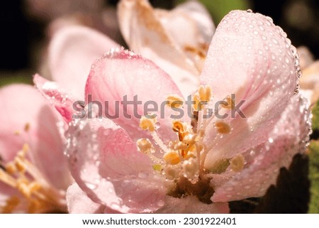 Similar – Image, Stock Photo Pink poppy flower after rain in the garden. Flower head with water drops in full bloom, close-up.