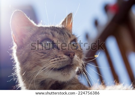 ugly old cat portrait