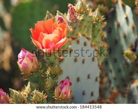 Prickly Pear Leaf with Flower