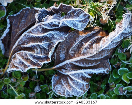 Frosty Fig Leaves