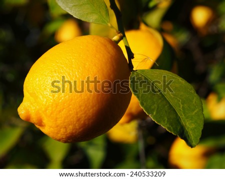 Lisbon Lemon Hanging From Citrus Tree