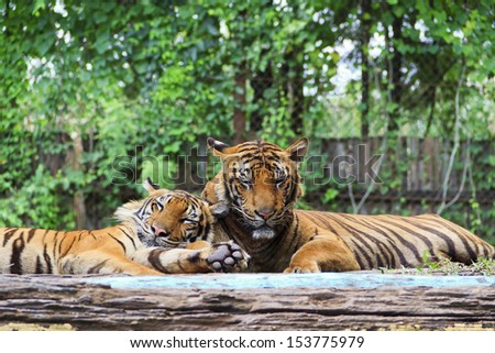 Two  tigers sleeping
