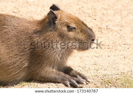 Capybara is a semi-aquatic mammal found throughout almost all countries of South America