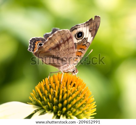 Lovely delicate Butterfly