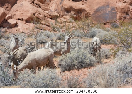 big horn sheep against red rock formation
