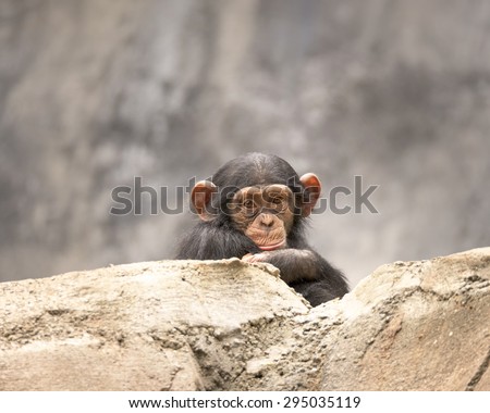Young Chimpanzee portrait
