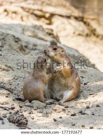 Two prairie dogs kissing in the sand