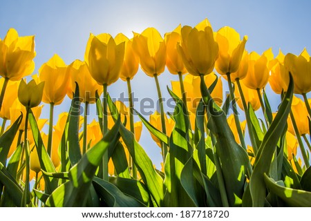 Yellow tulips in the sun at the tulip festival in noordoostpolder