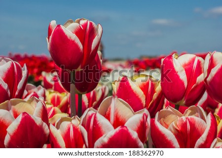 Field of red white tulips with one standing out
