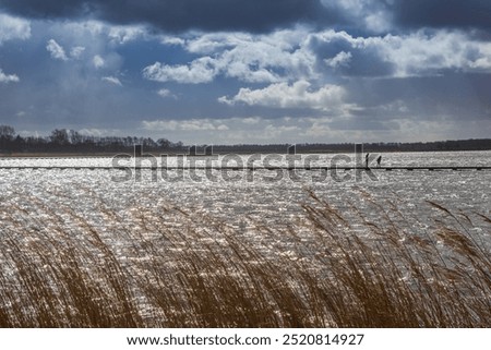 Image, Stock Photo waving reed