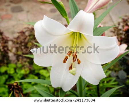 Lily varieties  flowers in the garden. Lily White Triumfator. LO hybrid.