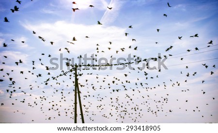 Flock of birds in sky on sunny day. Birds sitting on electric wires