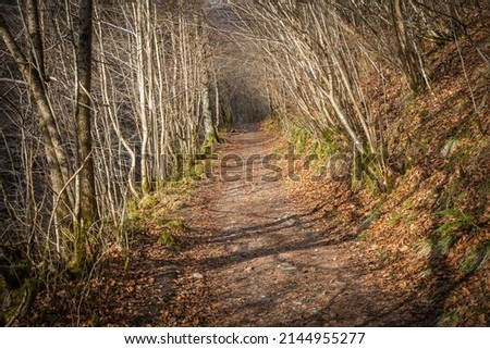 Similar – Image, Stock Photo #A9# Autumn in the forest