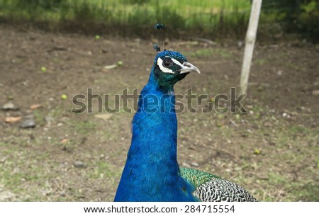 bird blue peacock portrait.