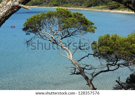 Sunlit French Riviera sea bay with it\'s blue transparent water and a pine tree on a foreground / French riviera blue water