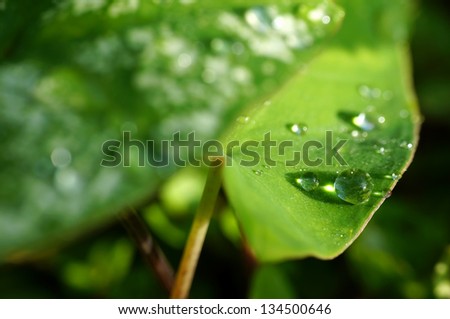 water pearl drop on green leaf