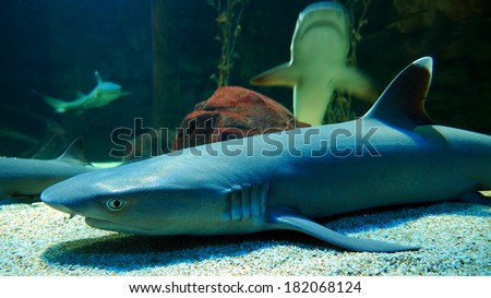 Sharks in aquarium at under world park Langkawi, Malaysia