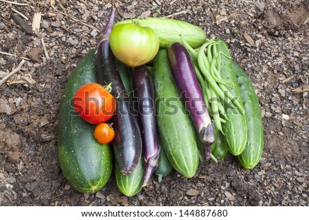 A bounty of freshly picked homegrown garden vegetables