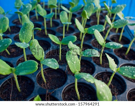 Group of the beginnings of melons in soil