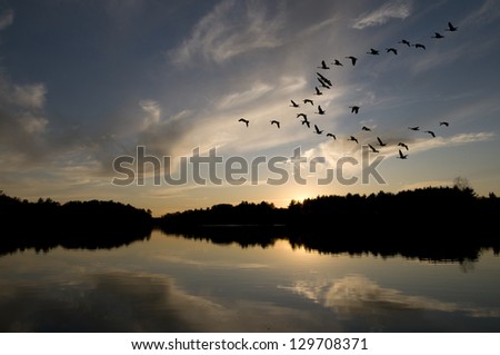 Canadian geese in formation fly over the northern lake