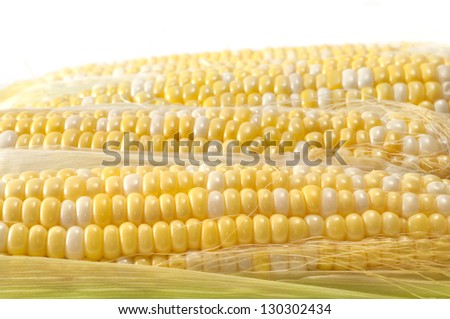 Selective focus on the foreground corn on the cob with soft focus on background cobs with copy white space