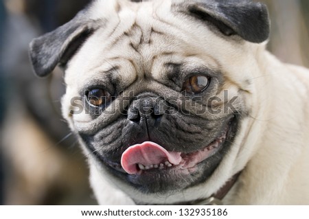 Close up of a pug\'s face with selective focus on the curly tongue
