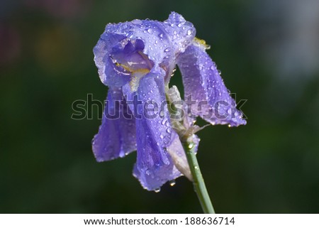 Selective focus on a portion of a Single Iris Blossom with droplets of water on it