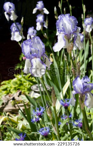 Garden of iris blossoms with selective focus on the foreground plants