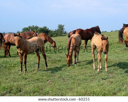 Three quarter horse foals in  a pasture