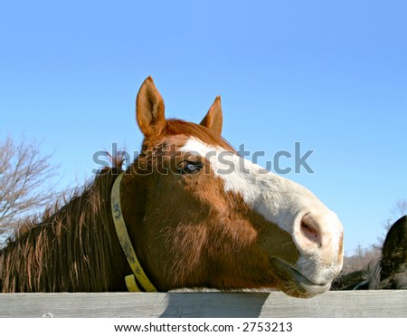 Horse peeking over a fence