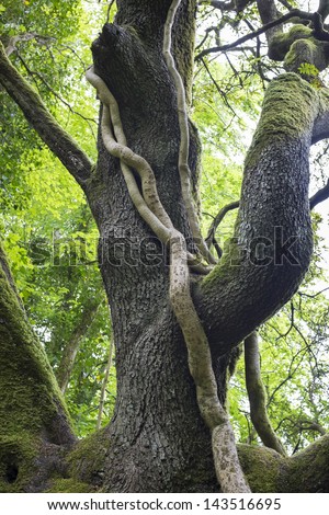 Ancient tree with vines