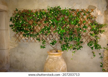 Jasmine plant in pot