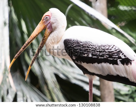 a painted stork bird in Cage