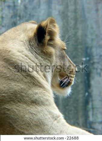 Side profile of lion turning away