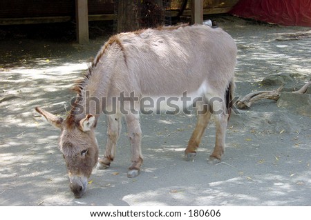 Donkey grazing at the zoo